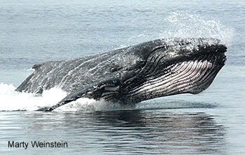 humpback whale