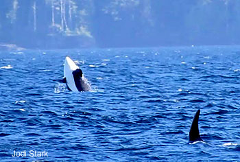 happy orcas