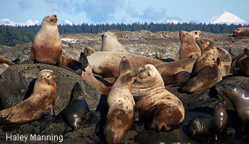 Steller sea lions