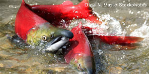 Spawning sockeye