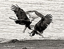 Eagle Dance by Dan Hillert