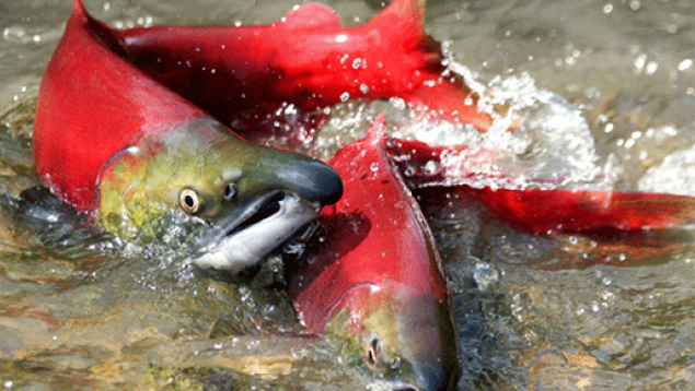 Wild sockeye salmon spawning in British Columbia. Photo: Olga N. Vasik/istockphoto Wild sockeye salmon spawning in British Columbia.