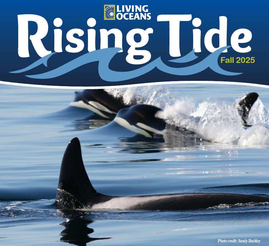 Rising Tide Fall 2025 cover SRKW playing in the water photo credit Sandy Buckley
