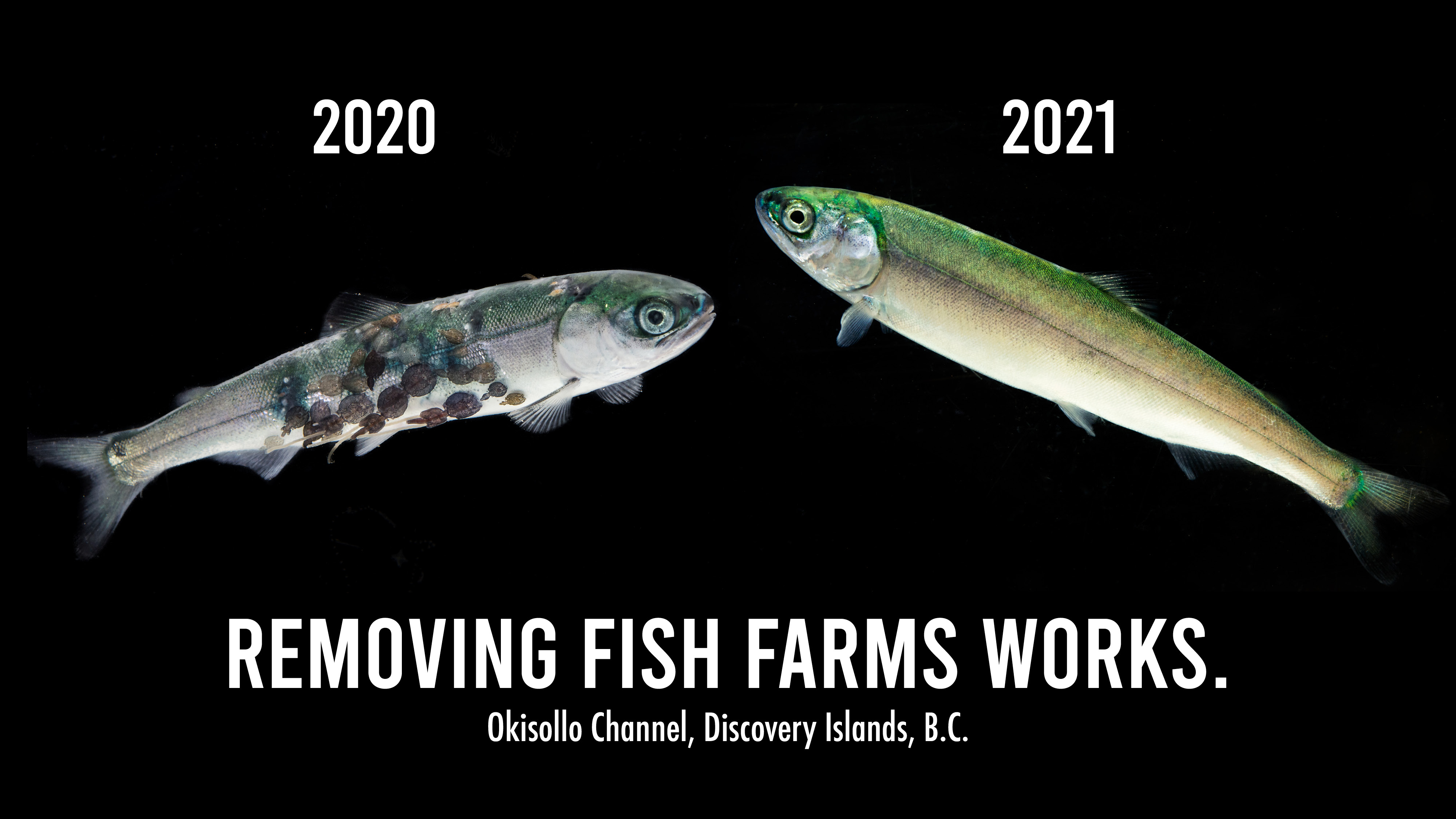 Removing fish farms works!