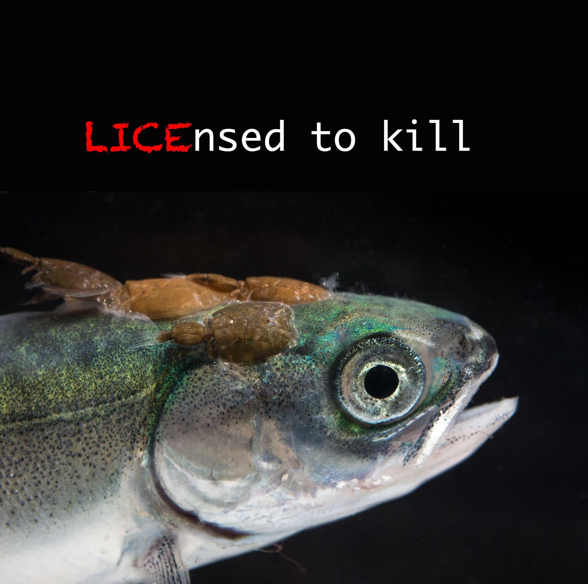 Licenced to kill