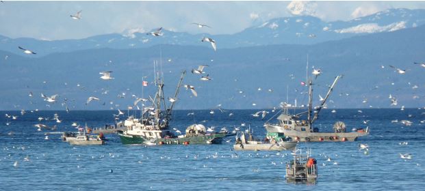 Salmon fishing