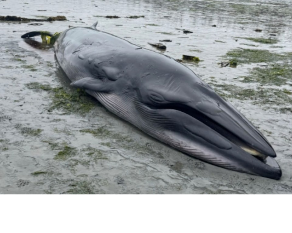 photo of stranded Bryde's Whale
