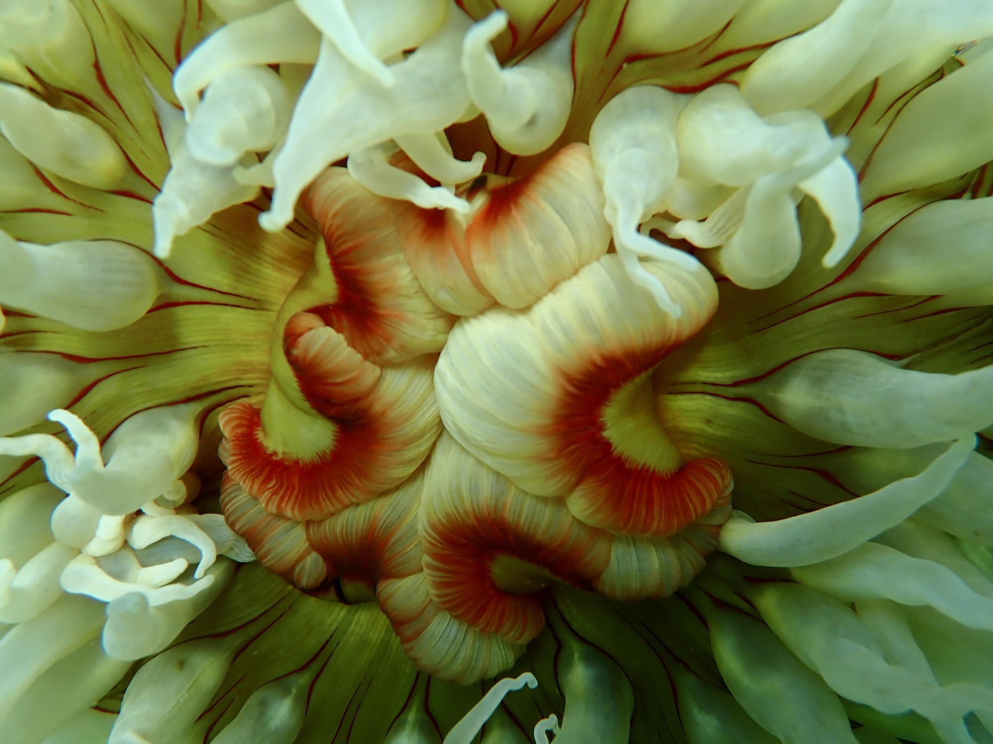 Rose Anemone by Sara Ellison