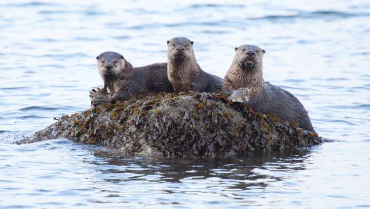 Otter family at meal time. Photo: Arman Werth Otter family at meal time. Photo: Arman Werth