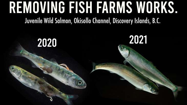 Removing fish farms works Removing fish farms works