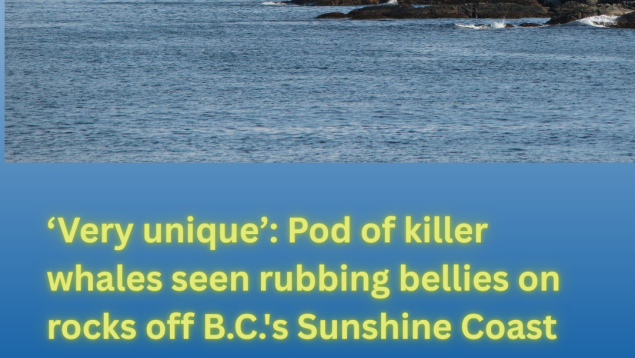 far off coastal image with title ‘Very unique’: Pod of killer whales seen rubbing bellies on rocks off B.C.'s Sunshine Coast far off coastal image with title ‘Very unique’: Pod of killer whales seen rubbing bellies on rocks off B.C.'s Sunshine Coast