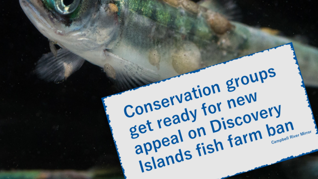 Tavish Campbell's sea lice juvenile salmon title of news article superimposed over juvenile salmon with sea lice
