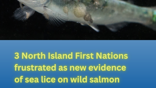 juvenile salmon with sea lice photo credit Tavish Campbell juvenile salmon with sea lice photo credit Tavish Campbell