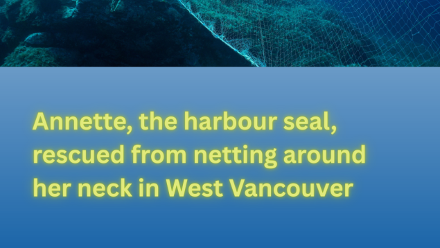 image of a gillnet with title Annette, the harbour seal, rescued from netting around her neck in West Vancouver image of a gillnet with title Annette, the harbour seal, rescued from netting around her neck in West Vancouver
