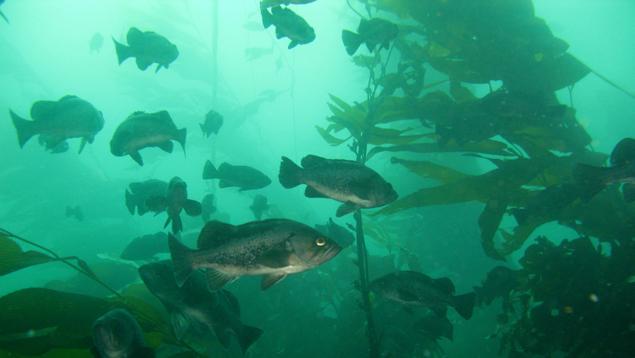 Un banc de sébastes noirs dans une forêt de varech. Photo courtoisie de Janna Nichols Black rockfish in kelp