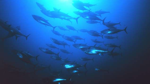 Bluefin tuna. Photo: NOAA/Marine Photobank Bluefin tuna. Photo: NOAA/Marine Photobank