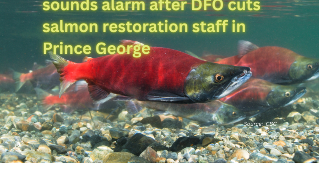 salmon going up river with title lai over B.C. conservation group sounds alarm after DFO cuts salmon restoration staff in Prince George salmon going up river with title lai over B.C. conservation group sounds alarm after DFO cuts salmon restoration staff in Prince George