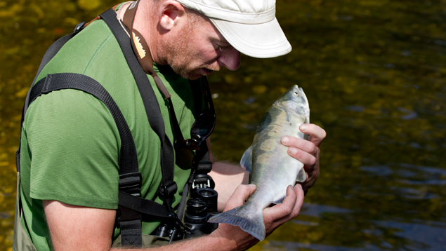A wildlife biologist examines a diseased pink salmon. Photo: Austin Gallagher/Marine Photobank A wildlife biologist examines a diseased pink salmon