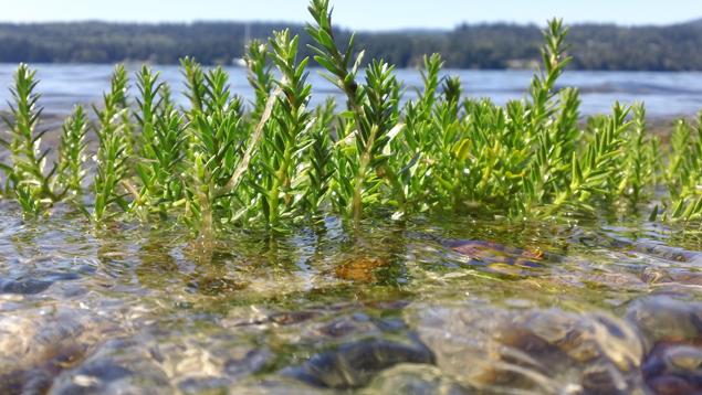 Les herbiers marins éliminent le CO2 de l'atmosphère. Photo courtoisie de Serena Debolt Eelgrass