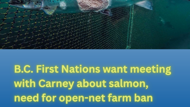 photo of asalmon in a pen with large legion on its body photo credit Alex Morton title B.C. First Nations want meeting with Carney about salmon, need for open-net farm ban