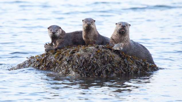 Otter family at meal time. Photo: Arman Werth