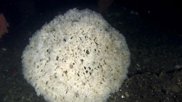 Glass sponge