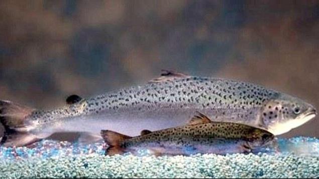 Un saumon génétiquement modifé et un saumon d'élevage, tous deux à 18 mois. Photo: AquaBounty Genetically modified salmon and farmed salmon at 18 months