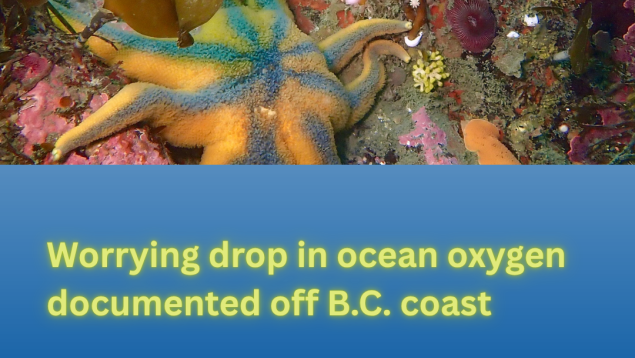 image showing starfish and sea anemones under water with title Worrying drop in ocean oxygen documented off B.C. coast photo credit Sara Ellison image showing starfish and sea anemones under water with title Worrying drop in ocean oxygen documented off B.C. coast photo credit Sara Ellison
