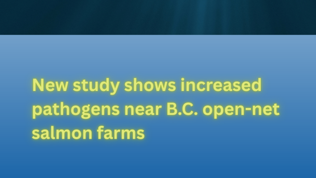 New study shows increased pathogens near B.C. open-net salmon farms New study shows increased pathogens near B.C. open-net salmon farms