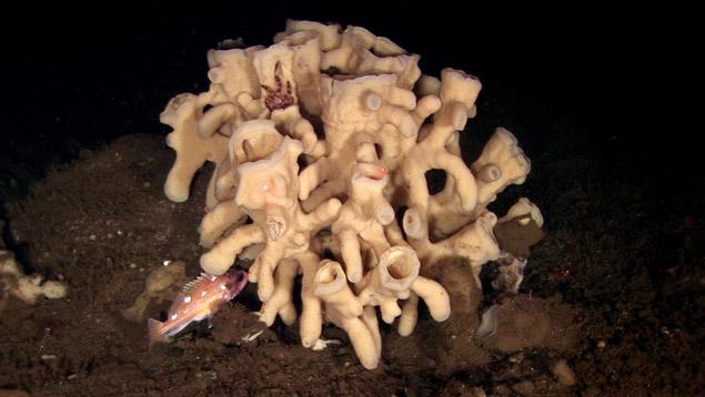 Glass sponge, rockfish and crab