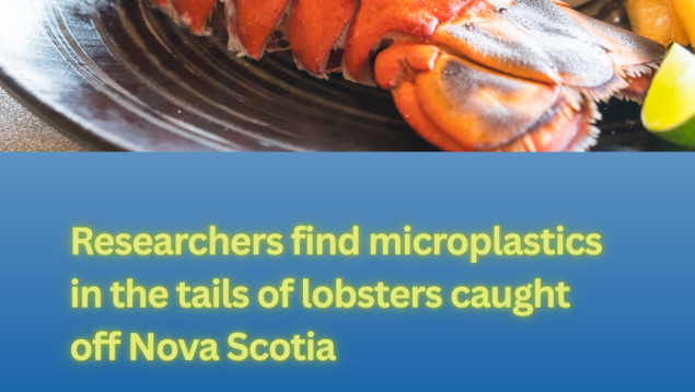 plate with lobster tail and title Researchers find microplastics in the tails of lobsters caught off Nova Scotia