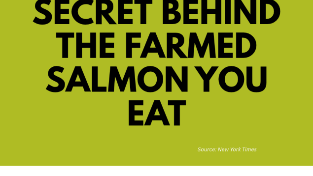 green background with title the dirty secret behind the farmed salmon you eat green background with title the dirty secret behind the farmed salmon you eat