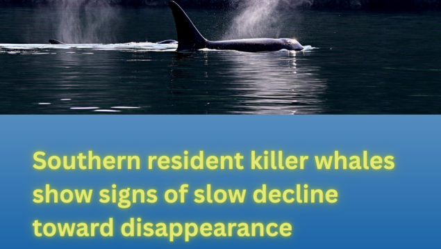 SRKW orca blowing above title Southern resident killer whales show signs of slow decline toward disappearance photo credit Melanie Schuening SRKW orca blowing above title Southern resident killer whales show signs of slow decline toward disappearance photo credit Melanie Schuening