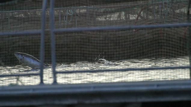 Salmon jumps in net-cage farm