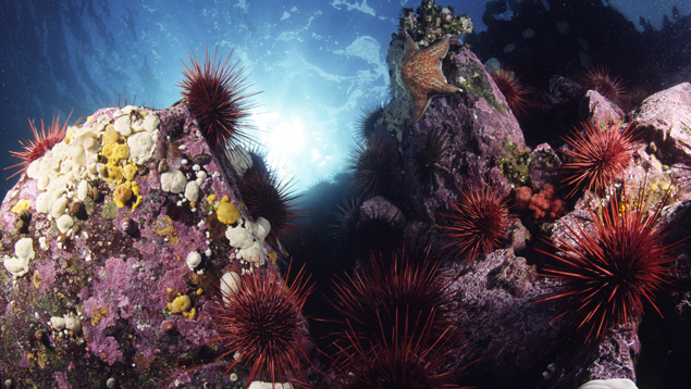 Photo courtoisie de Dale Sanders Sea star