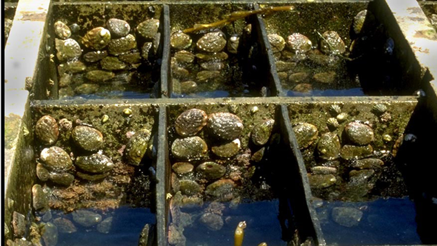 Abalone ready for harvest. Photo: The Abalone Farm, Inc. Abalone in tanks