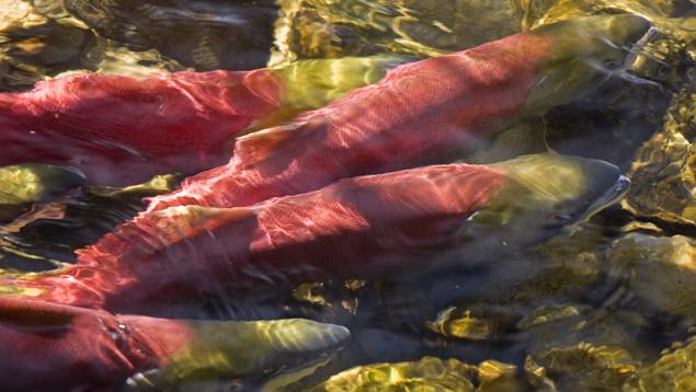 Spawning wild B.C. salmon