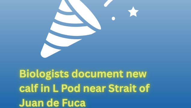 Blue background with white graphic of celebration cone and title Biologists document new calf in L Pod near Strait of Juan de Fuca Blue background with white graphic of celebration cone and title Biologists document new calf in L Pod near Strait of Juan de Fuca