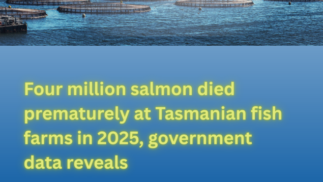 image of ocean with open net-pen fish farms in the distance title Four million salmon died prematurely at Tasmanian fish farms in 2025, government data reveals image of ocean with open net-pen fish farms in the distance title Four million salmon died prematurely at Tasmanian fish farms in 2025, government data reveals