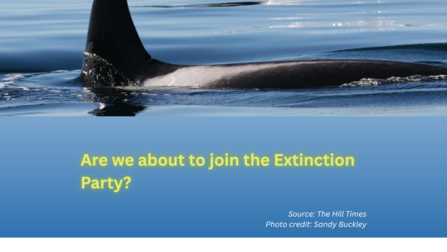 image of SRKW above title "Are we about to join the Extinction Party?" Photo credit: Sandy Buckley