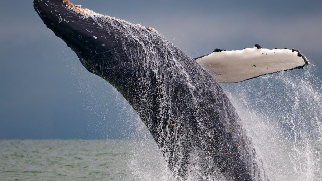 humpback whale jumping out of the ocean photo credit Ken Szeto