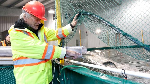 Chief Bill Cranmer at the 'Namgis First Nation closed containment salmon farm