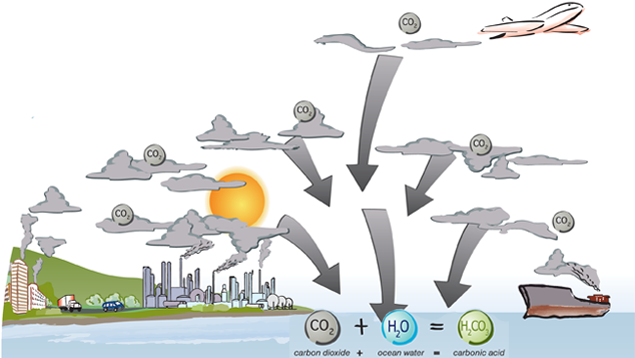 Graphic: How CO2 gets in the ocean.