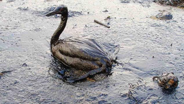 An oiled seabird sits stranded on an oil covered beach. Photo: Russian Doors/Marine Photobank oiled seabird on beach