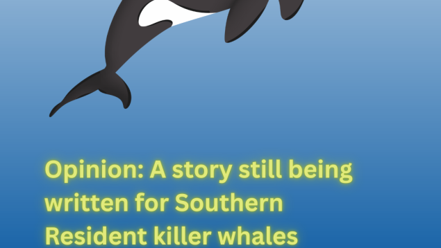 graphic of an orca with title Opinion: A story still being written for Southern Resident killer whales graphic of an orca with title Opinion: A story still being written for Southern Resident killer whales