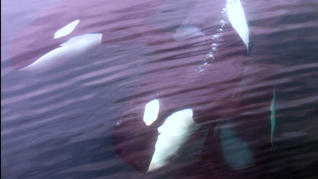 Photo: Anthony Kaulfuss Orcas underwater