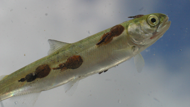 Pink salmon smolt with sea lice.