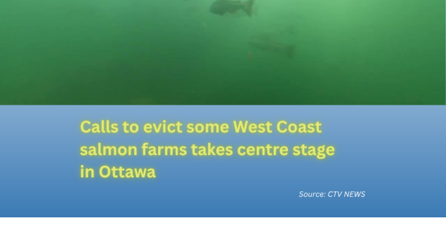 salmon swimming in a river with title below "Calls to evict some West Coast salmon farms takes centre stage in Ottawa" salmon swimming in a river with title below "Calls to evict some West Coast salmon farms takes centre stage in Ottawa"