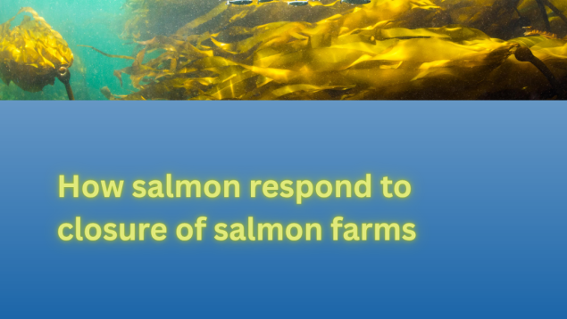 juvenile salmon swimming in kelp with title How salmon respond to closure of salmon farms photo credit Tavish Campbell