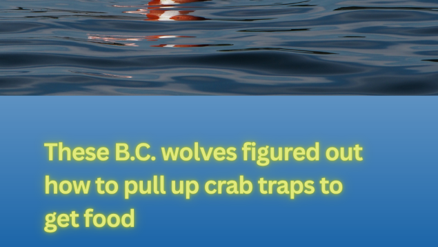 image showing buoy on the water and headline These B.C. wolves figured out how to pull up crab traps to get food image showing buoy on the water and headline These B.C. wolves figured out how to pull up crab traps to get food